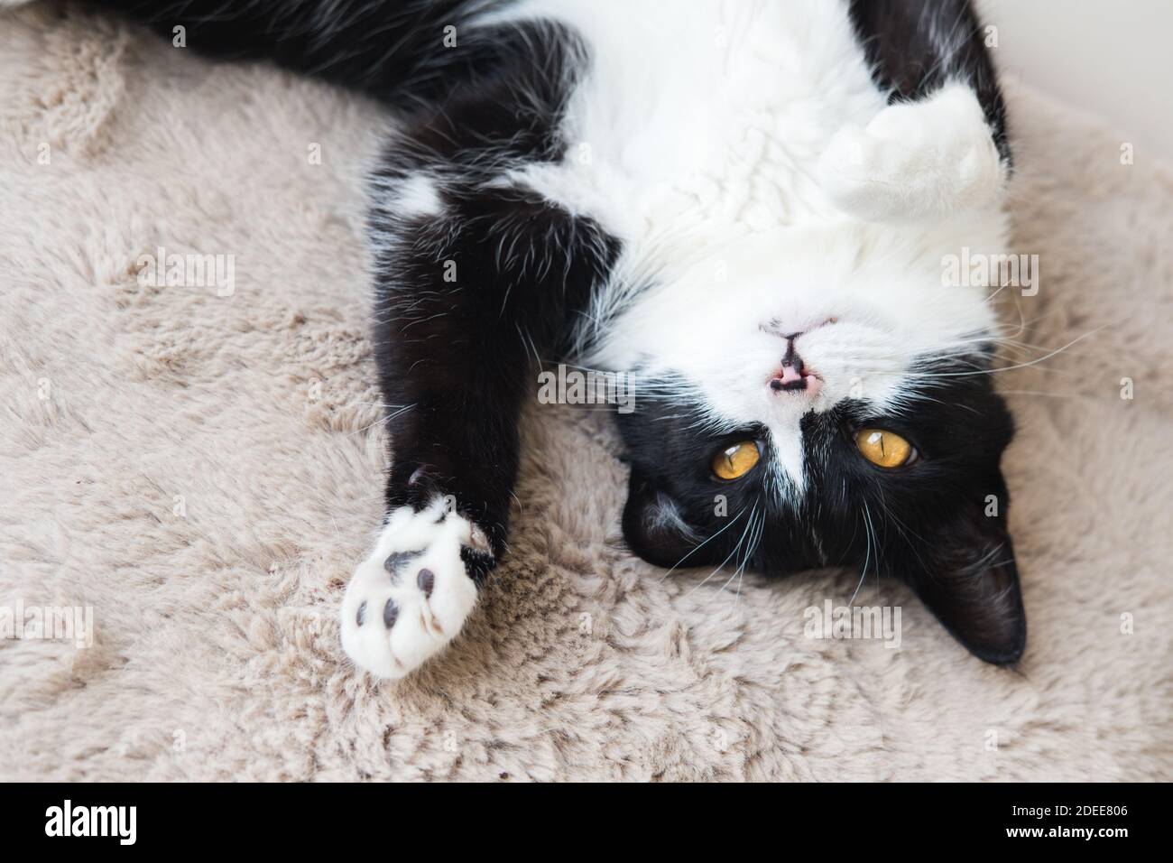 Divertente cute nero e bianco Tuxedo gatto sdraiato in sole su morbida coperta vicino alla finestra sul davanzale e guardando alla telecamera Foto Stock
