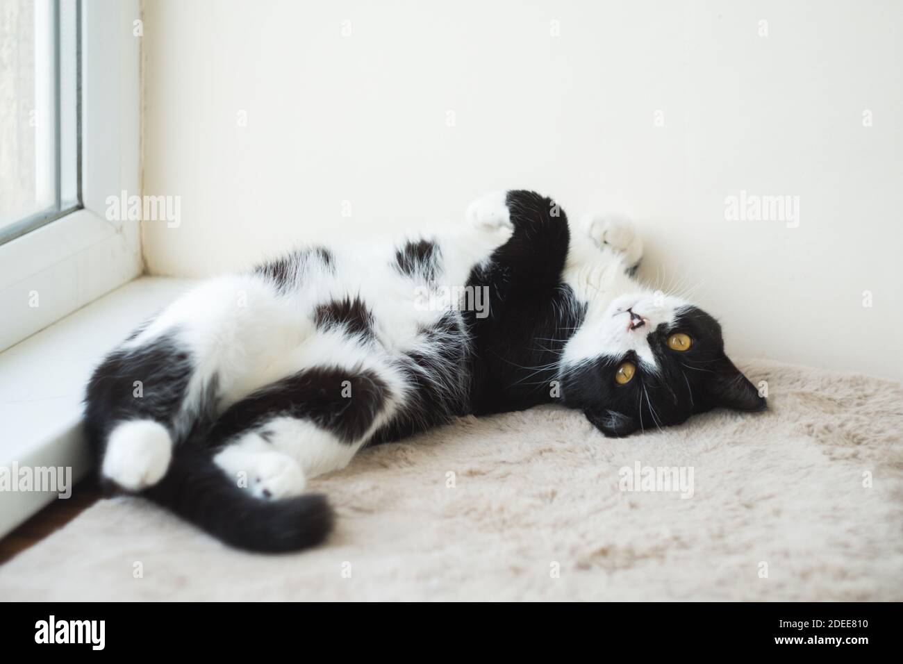 Divertente cute nero e bianco Tuxedo gatto sdraiato in sole su morbida coperta vicino alla finestra sul davanzale e guardando alla telecamera Foto Stock