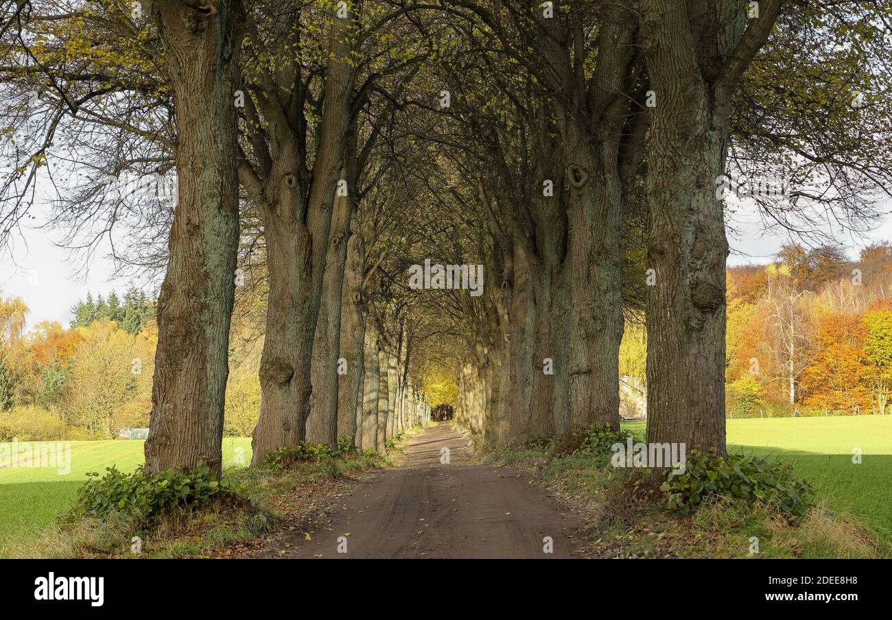 Il viale di alberi di lime impressiona con il suo vecchio e soprattutto sano Linden. Rachut, comunità malente. Foto Stock