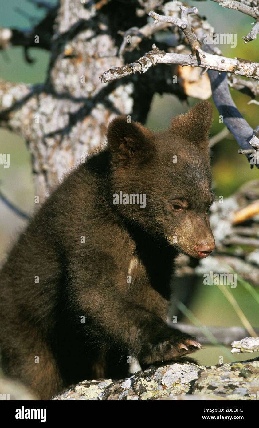 American Black Bear, ursus americanus, Cub in piedi in albero, Canada Foto Stock