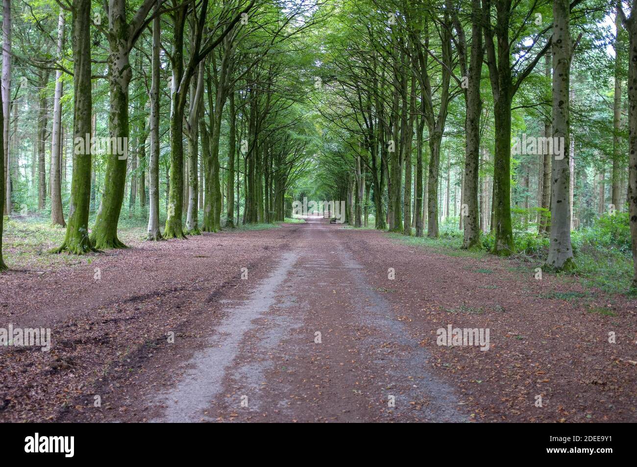 First Broad Drive, un viale di alberi a Grovely Wood, Wilton, Salisbury Wiltshire Regno Unito. 2018 Foto Stock