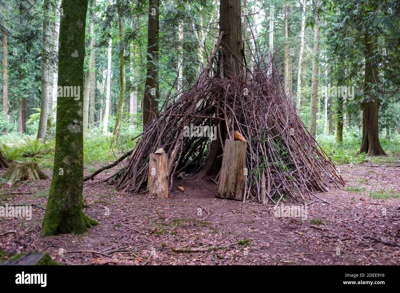 Una casa temporanea fatta di rami d'albero nel mezzo di boschi. Legno di Grovely. Wilton UK 2018 Foto Stock