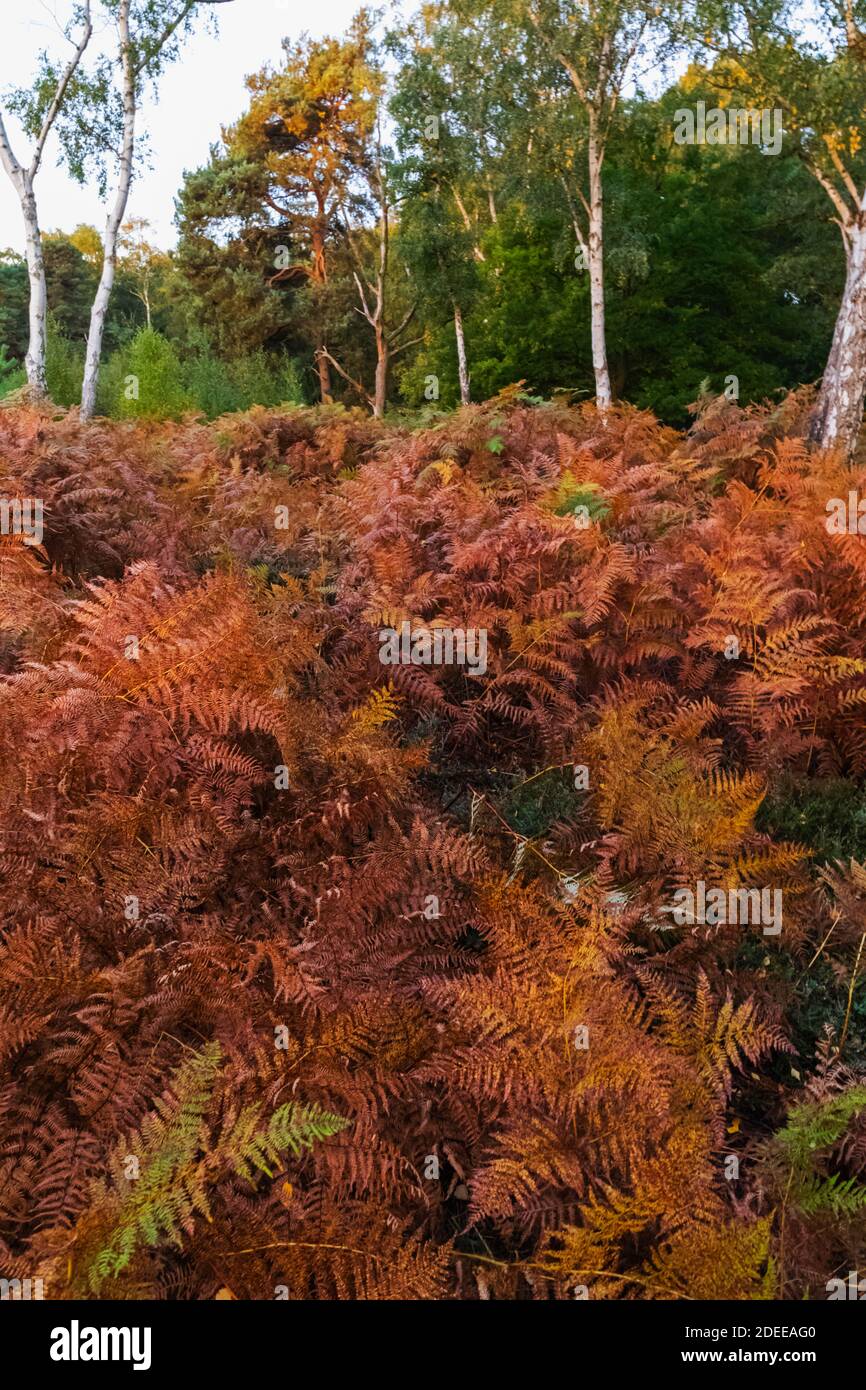Inghilterra, Surrey, Cobham, Chatley Heath, colori autunnali Foto Stock