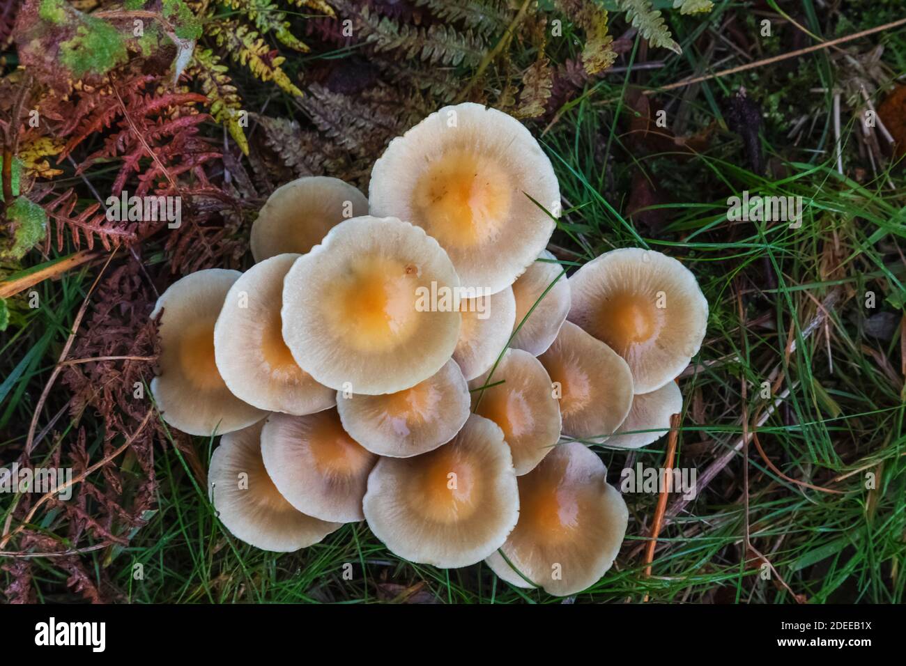 Inghilterra, Surrey, Cobham, Chatley Heath, funghi Foto Stock