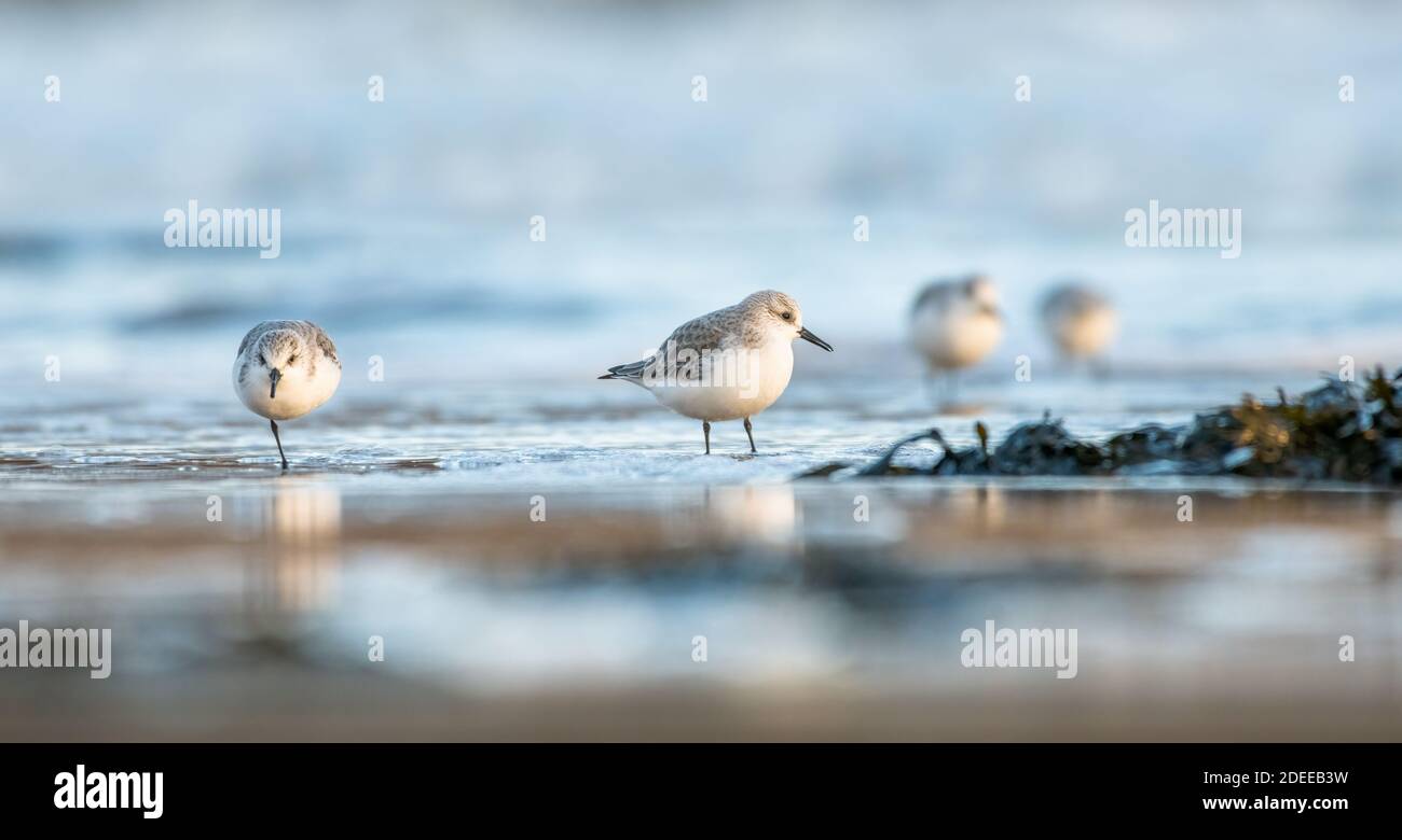 Alba di prima mattina che illumina il mare, la sabbia e il sanderling guado mentre cerchi cibo lungo la costa invernale Foto Stock