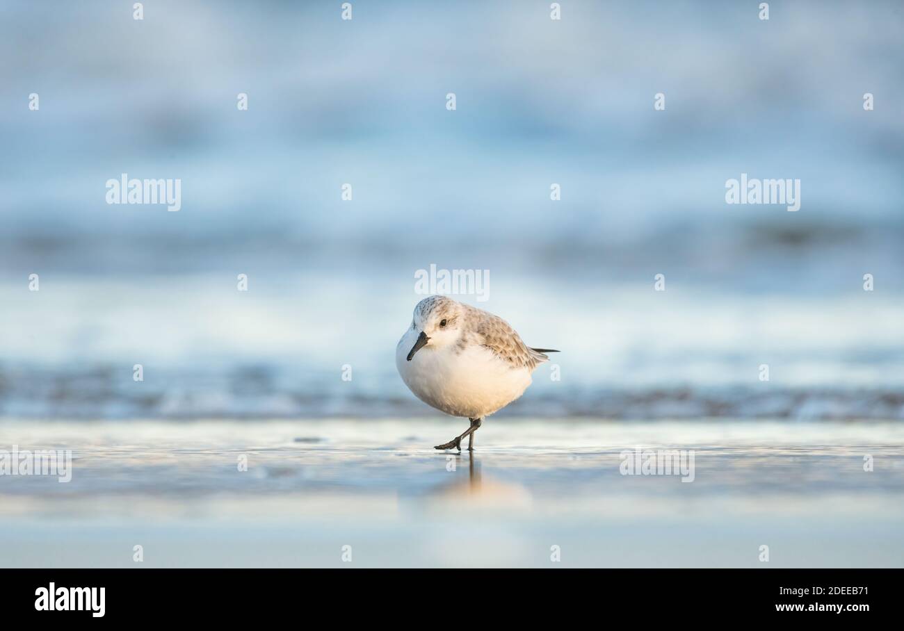 Alba di prima mattina che illumina il mare, la sabbia e il sanderling guado mentre cerchi cibo lungo la costa invernale Foto Stock
