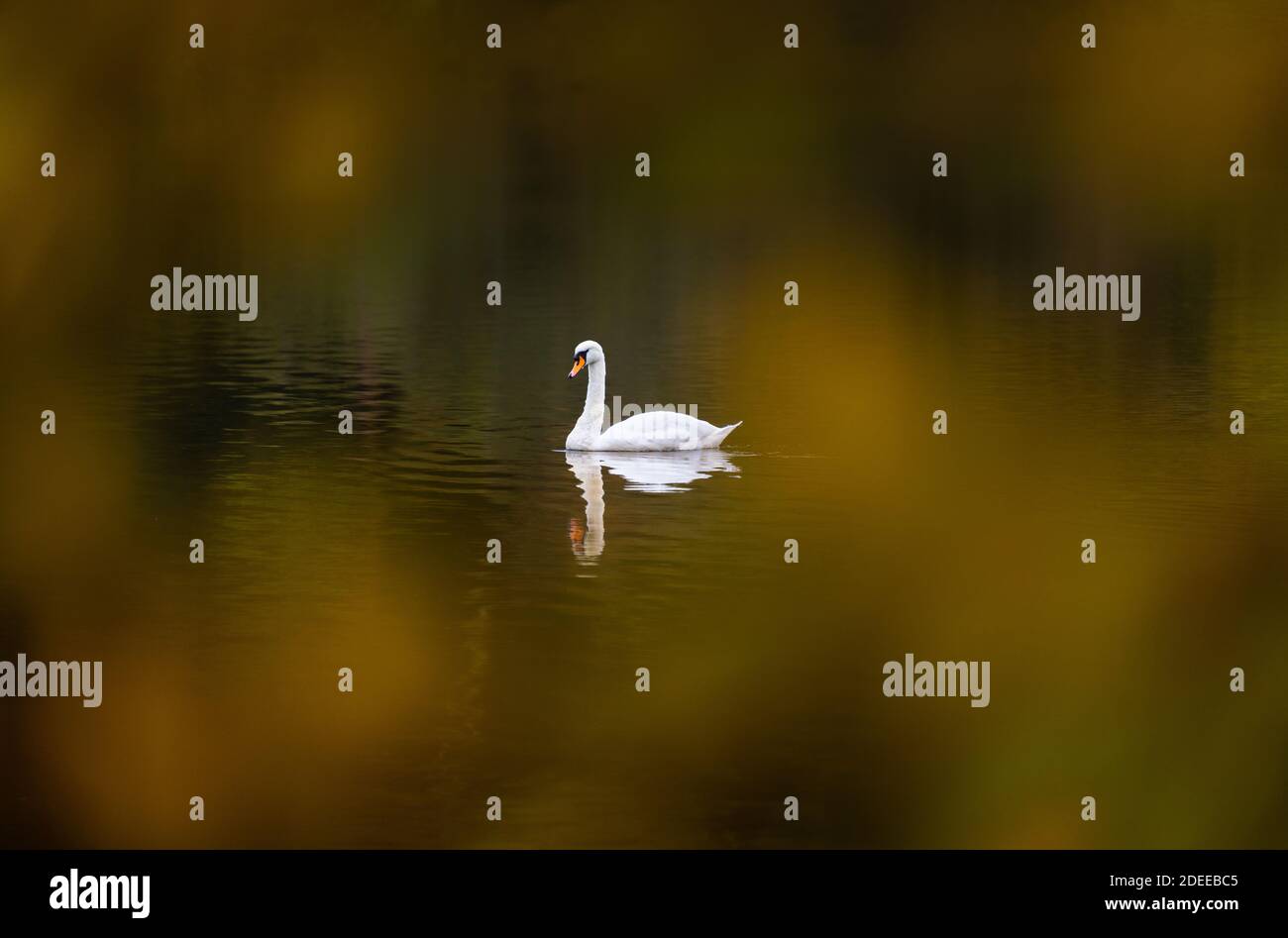 Un riflesso di un cigno su un lago boscoso in un giorno oscuro coperto autunnale moody. Foto Stock