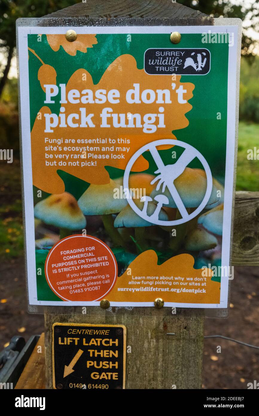 Inghilterra, Surrey, Cobham, Chatley Heath, 'Please Don't Pick Fungi' Sign Foto Stock