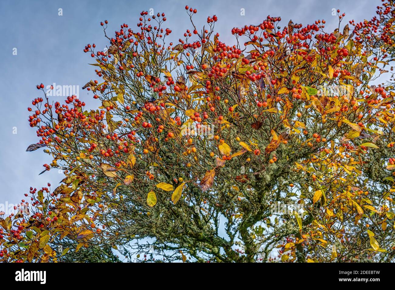 Belle bacche rosse maturanti su un vecchio albero di cenere di montagna di Whitebeam contro un cielo blu di novembre che fornisce cibo per la popolazione di uccelli in Inghilterra. Foto Stock