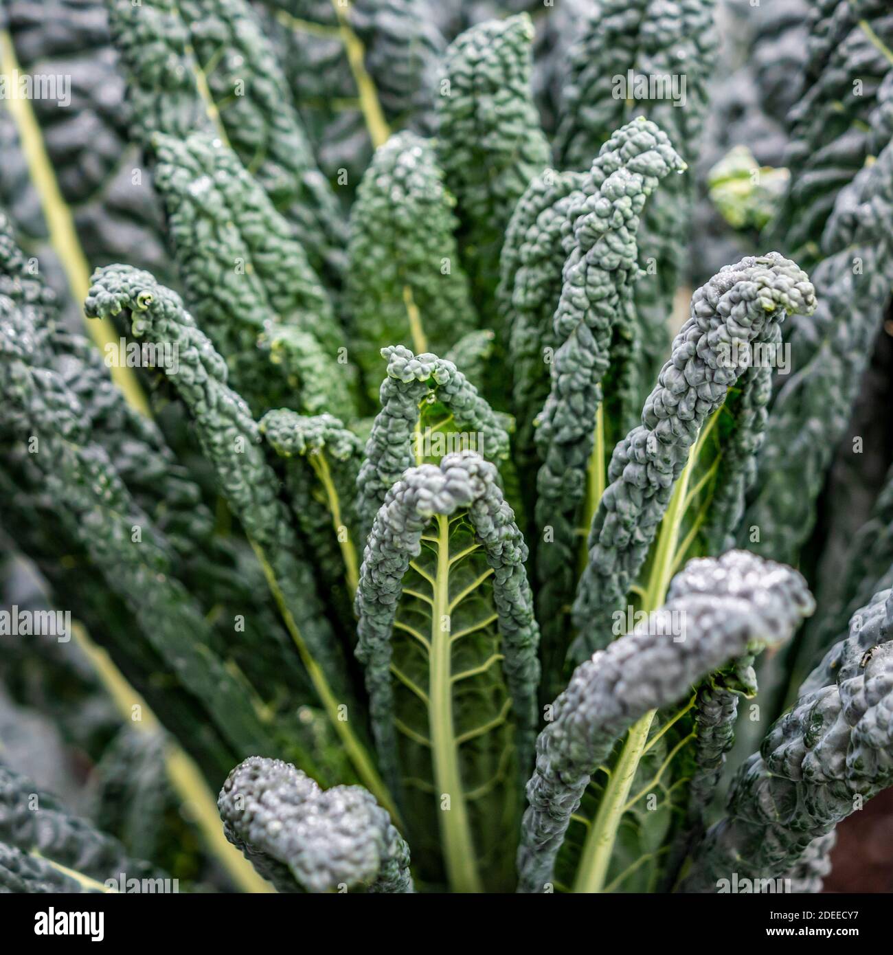 Kale Nero di Toscana che cresce in un orto inglese. Foto Stock
