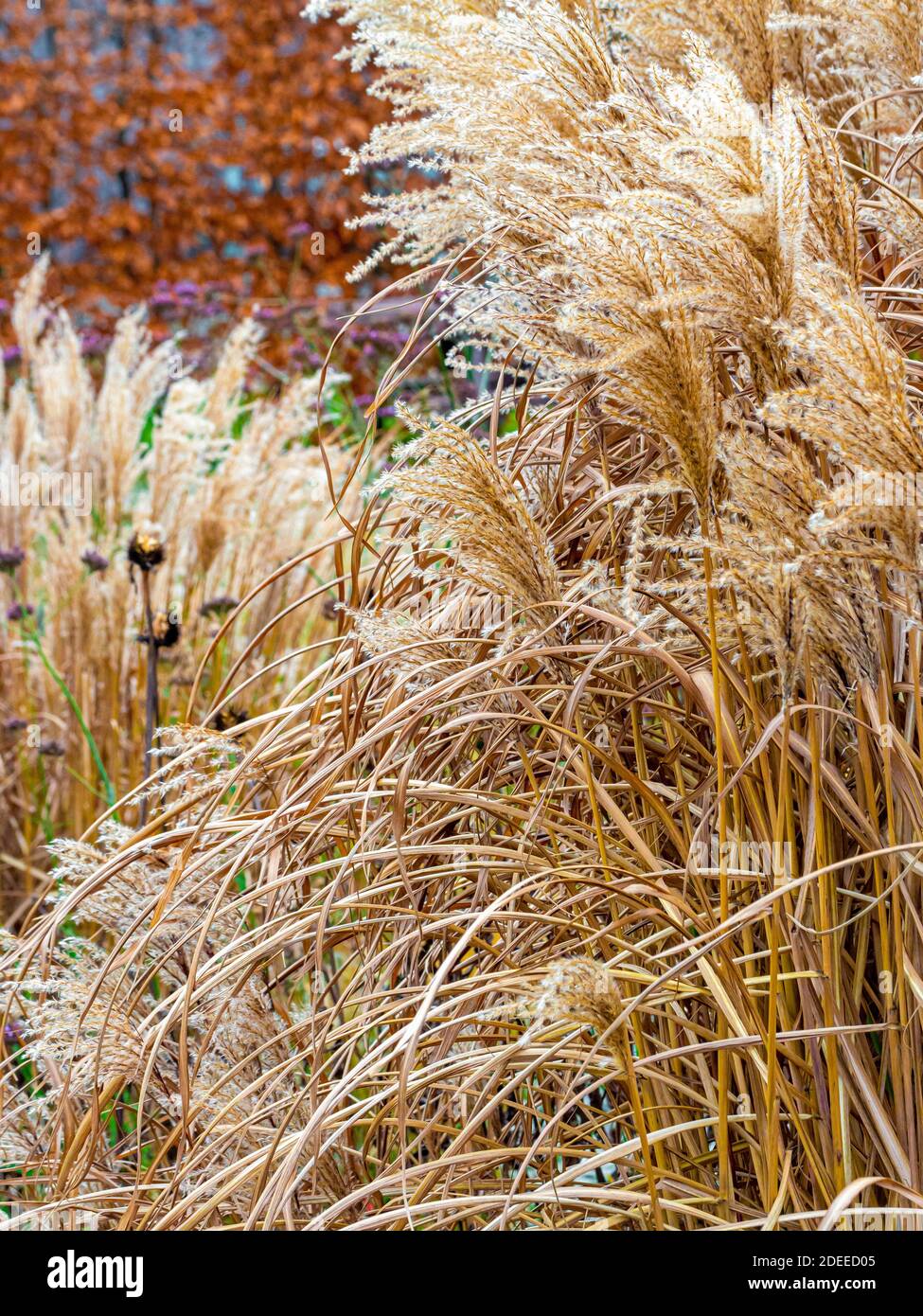 Pampas teste di semi d'erba che crescono di fronte ad una siepe di faggio in inverno. Foto Stock