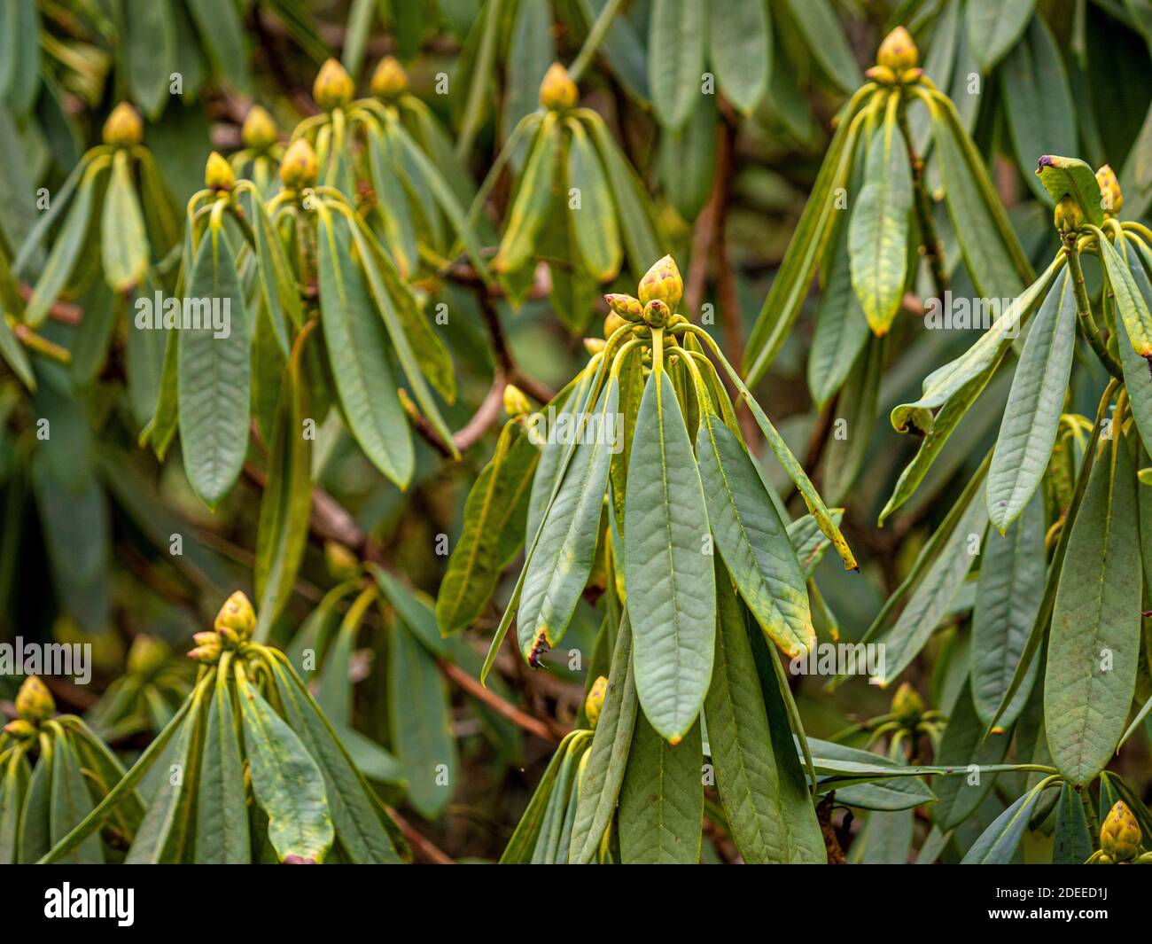 Rhododendron gemme e foglie che crescono in un giardino britannico, in inverno. Foto Stock