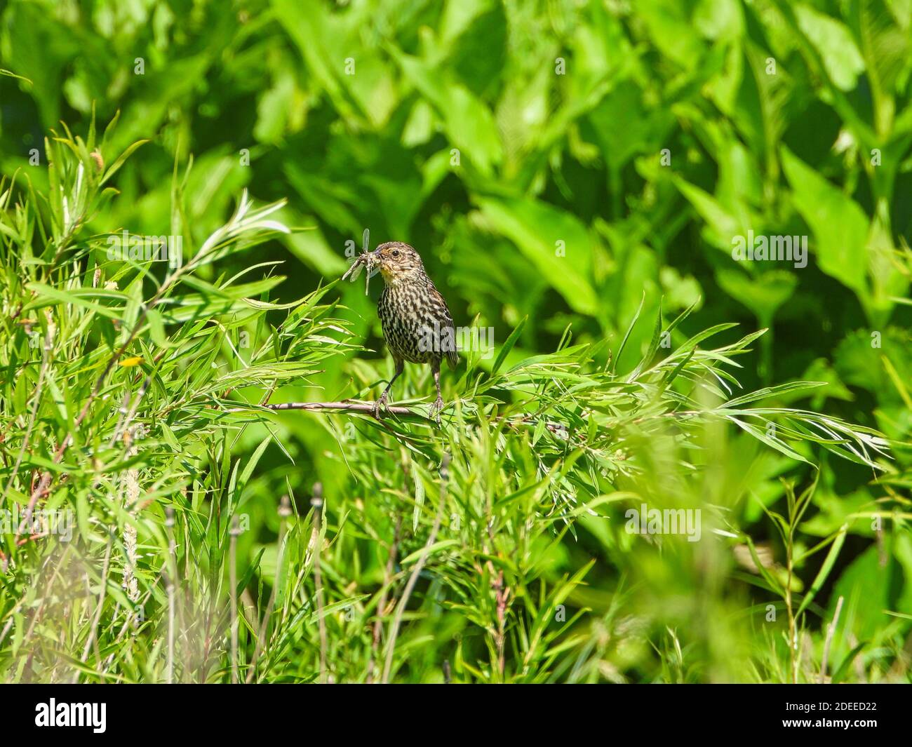 Red-Winged uccello nero femmina uccello con insetto in bocca arroccato su Un gambo verde in luce solare brillante Foto Stock