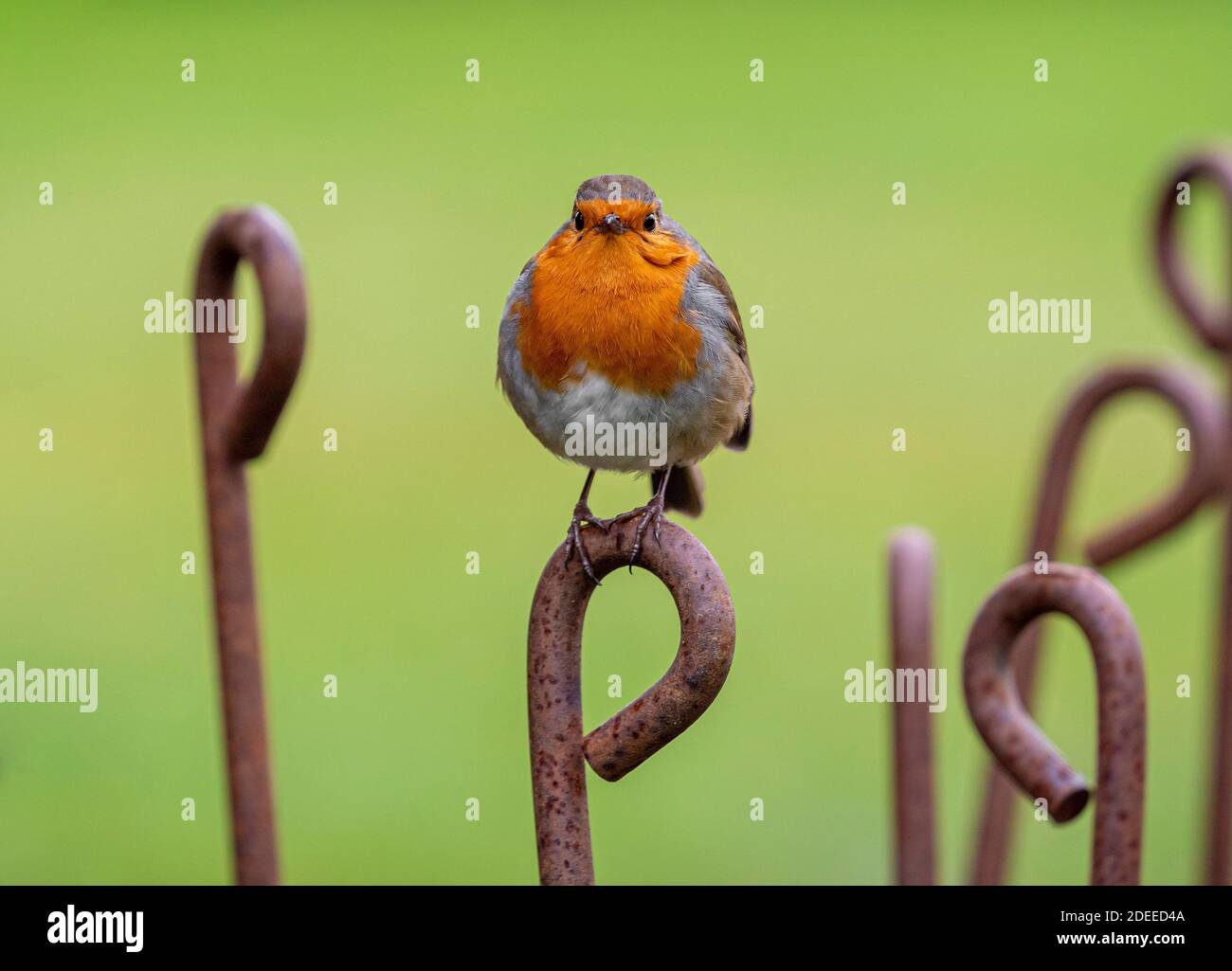 Un Robin seduto su un palo di metallo arrugginito, in un giardino britannico. Foto Stock