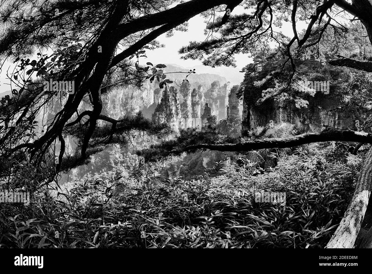 Vista attraverso gli alberi a Wulingyuan - Zhangjiajie National Forest Park nella provincia del Hunan, Cina. Unico paesaggio montano con picchi di quarzite e subtr Foto Stock