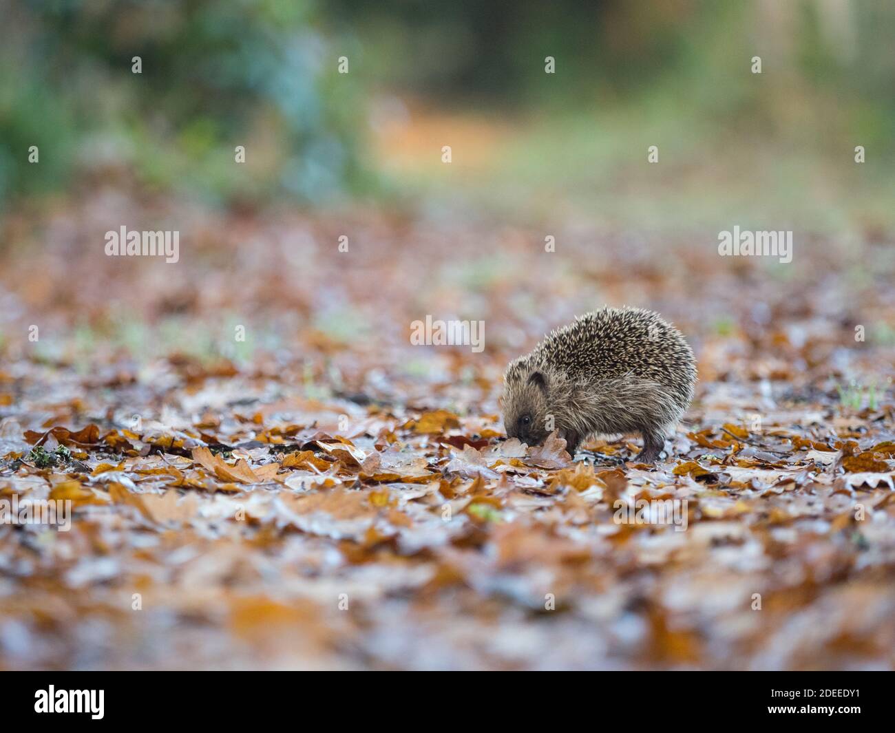 OLYMPUS FOTOCAMERA DIGITALE Foto Stock