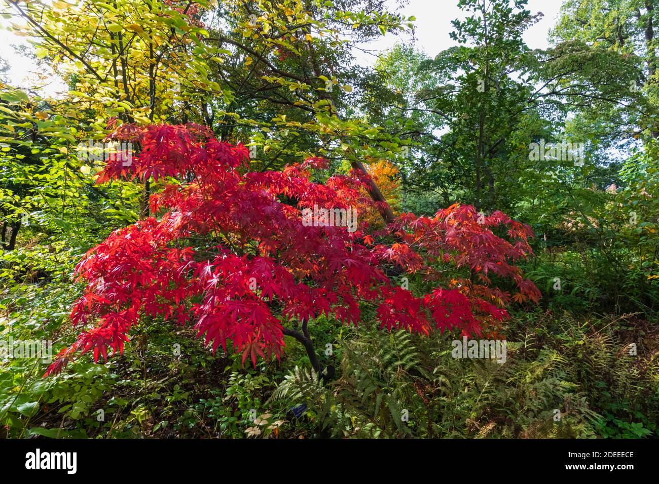 Inghilterra, Surrey, Guildford, RHS Wisley, colori autunnali Foto Stock