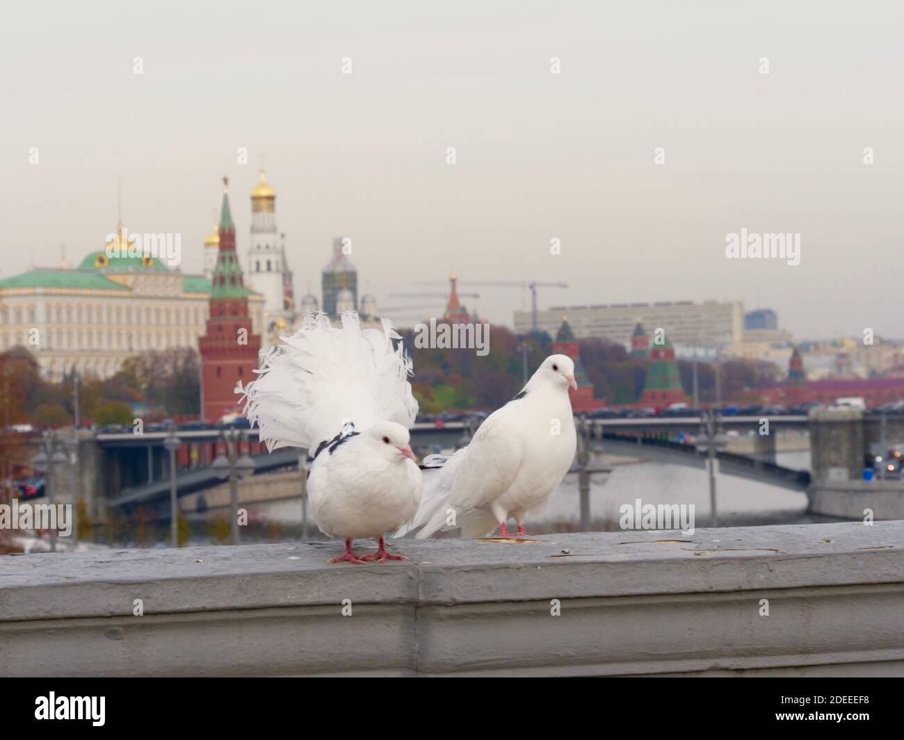 Uccelli di Mosca, città, capitale della Russia Foto Stock