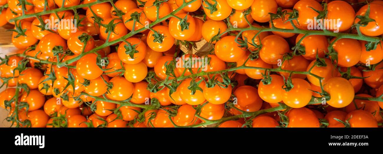 Pomodori freschi sulla vite sul mercato olandese stallo Foto Stock