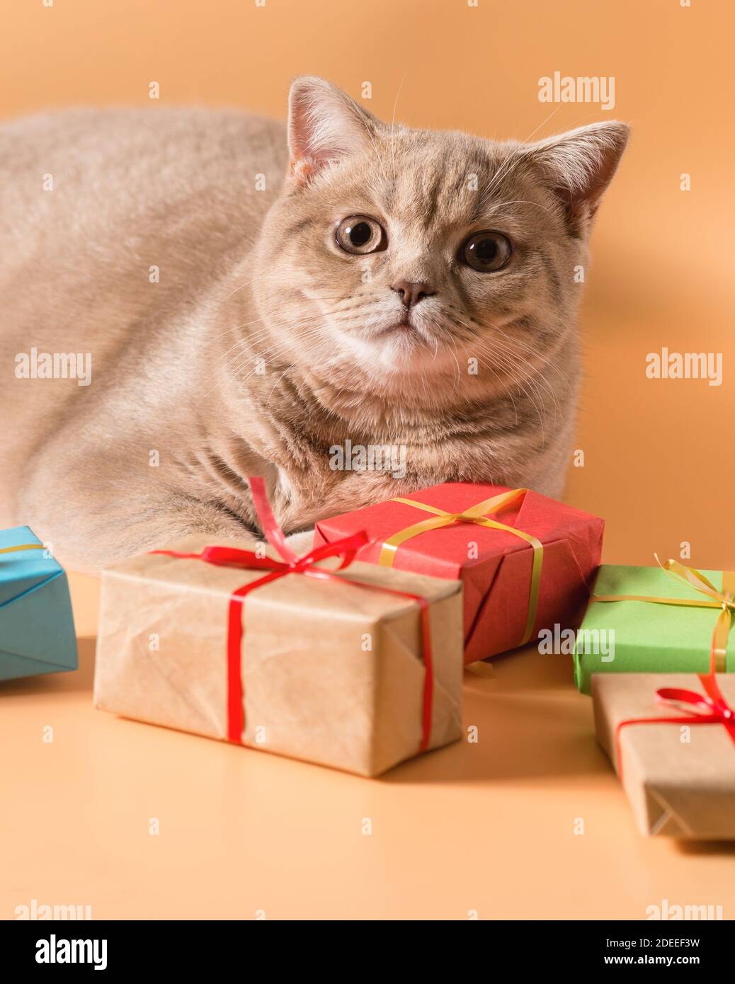 Pazzo gatto razza britannico Shorthair pesca colore si trova accanto a doni in scatole con nastri rossi. Guardando la fotocamera. Preparazione per la vacanza Foto Stock