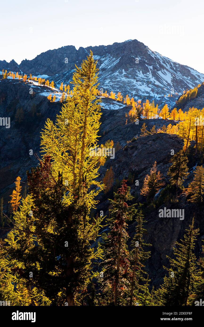 WA18620-00...WASHINGTON - luce del tardo pomeriggio sugli alberi di larice alpini che circondano le colline del Lower Ice Lake nella zona di Glacier Peak Wilderness. Foto Stock
