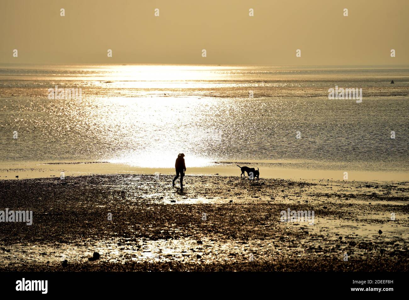 Una donna cammina i suoi cani sulle pianure di fango esposte a bassa marea a Southend-on-Sea sull'estuario del Tamigi in Essex. Foto Stock