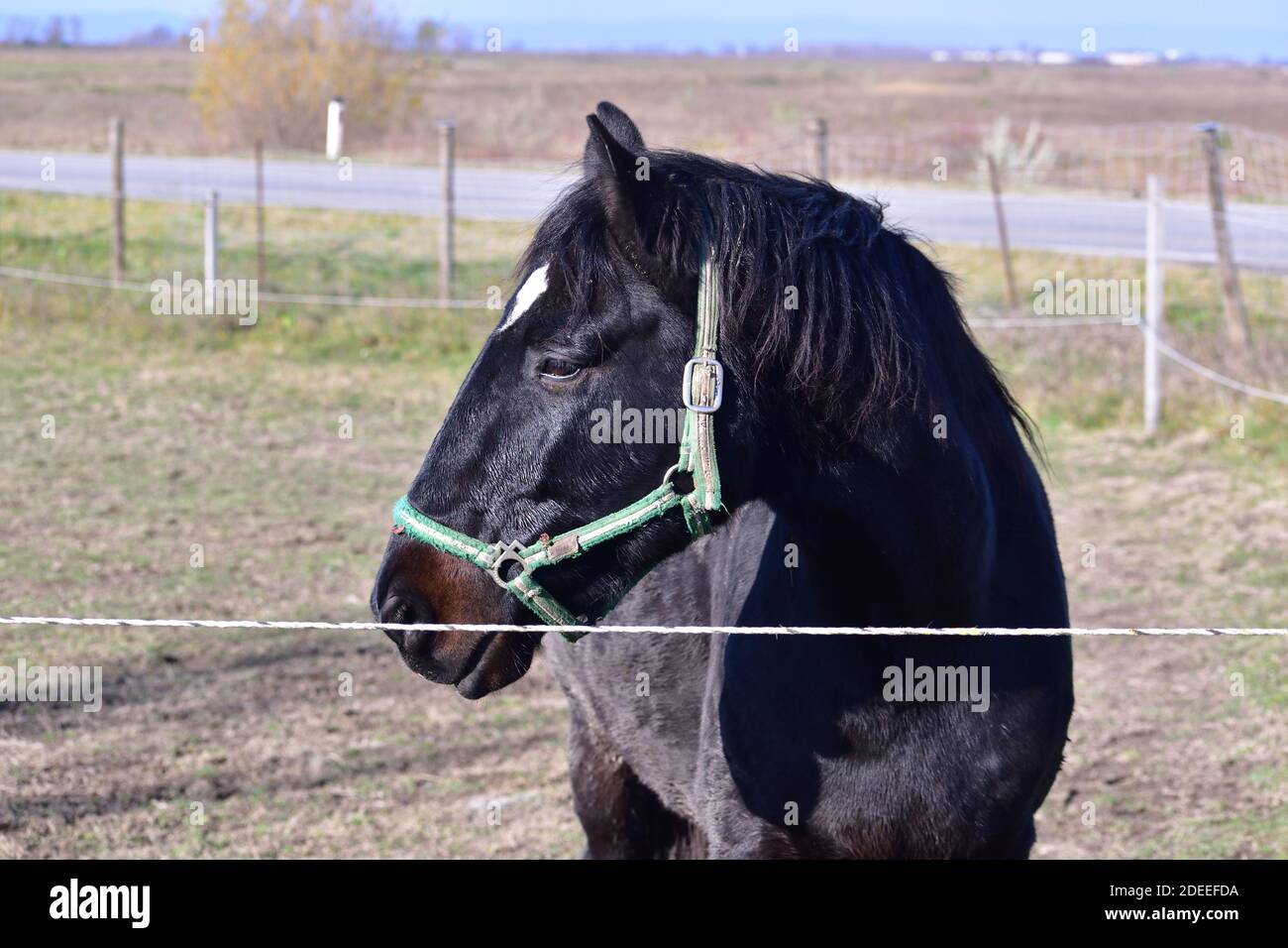 ritratto di cavallo nero alla luce del sole del pomeriggio Foto Stock