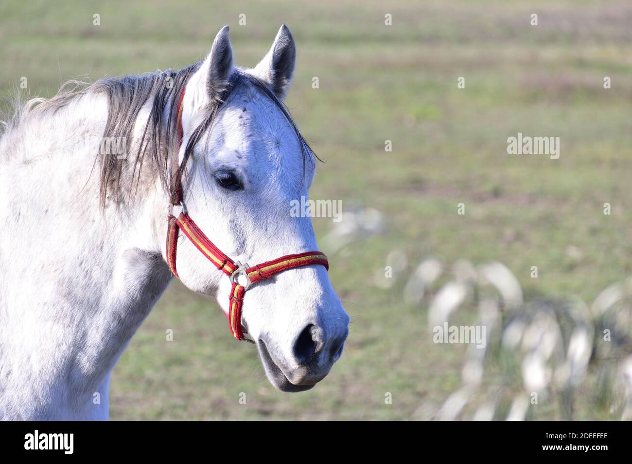 testa di cavallo bianca, cavallo in un campo. Foto Stock