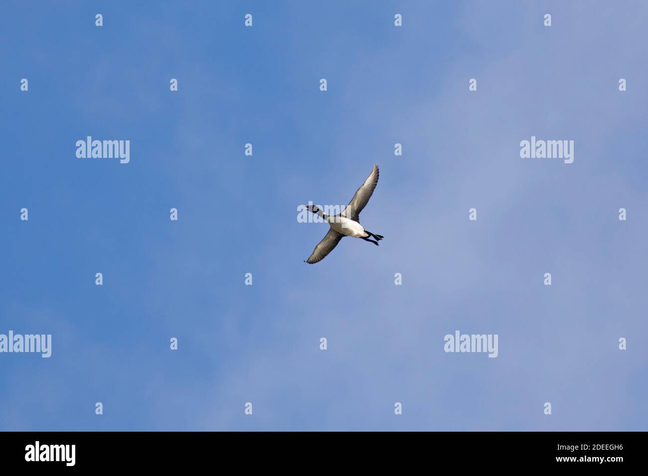 loon comune / grande subacqueo settentrionale (Gavia immer) in allevamento piombato che chiama in volo in estate Foto Stock