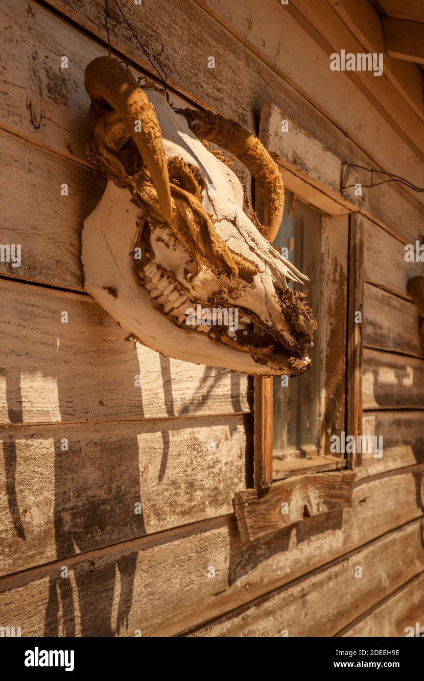 Vecchio cranio sul muro di fienile Foto Stock