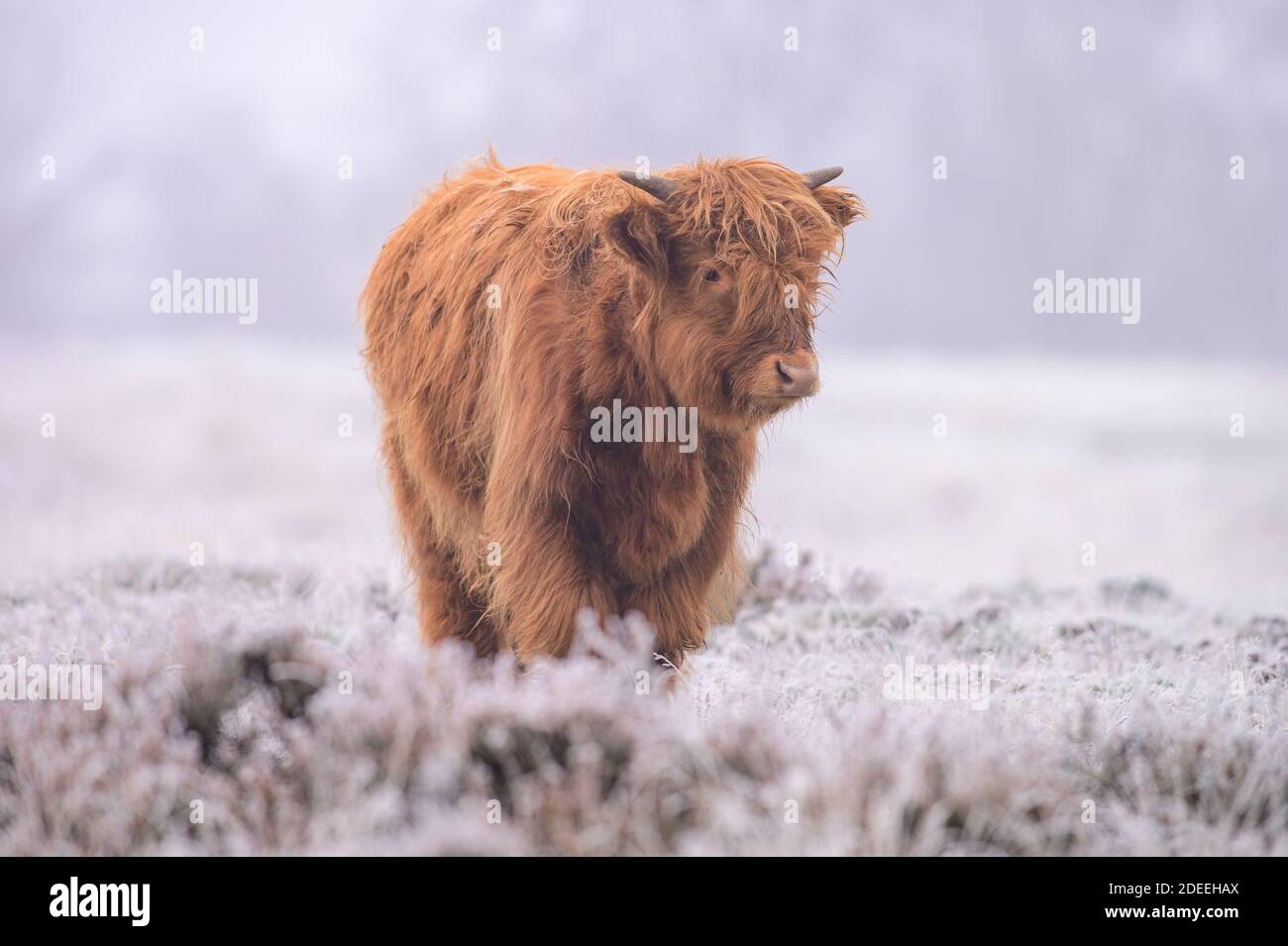 Scottish Highland Bull in un campo con gelo sul erba Foto Stock