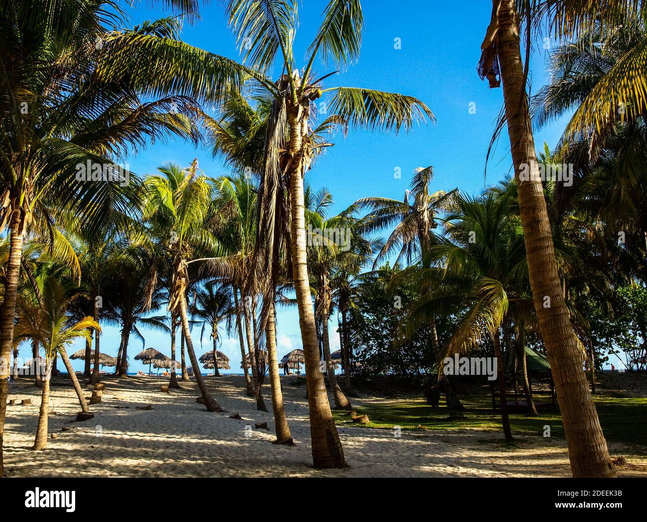 Alberi di cocco che si allineano vicino alla spiaggia. Sorgente cubana - splendido paesaggio tropicale Foto Stock