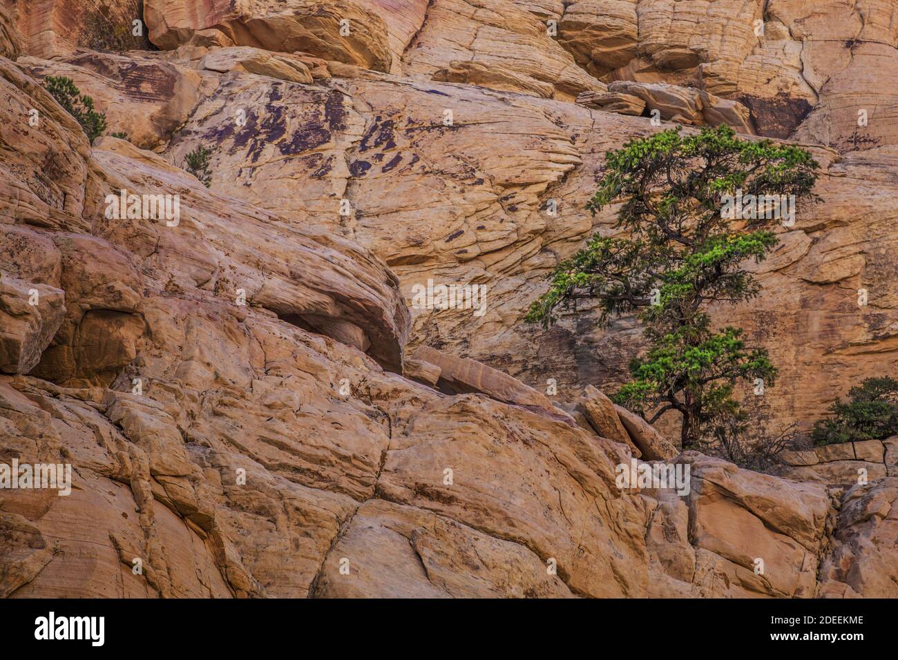 Albero che cresce su una sporgenza rocciosa nel Red Rock Canyon Foto Stock