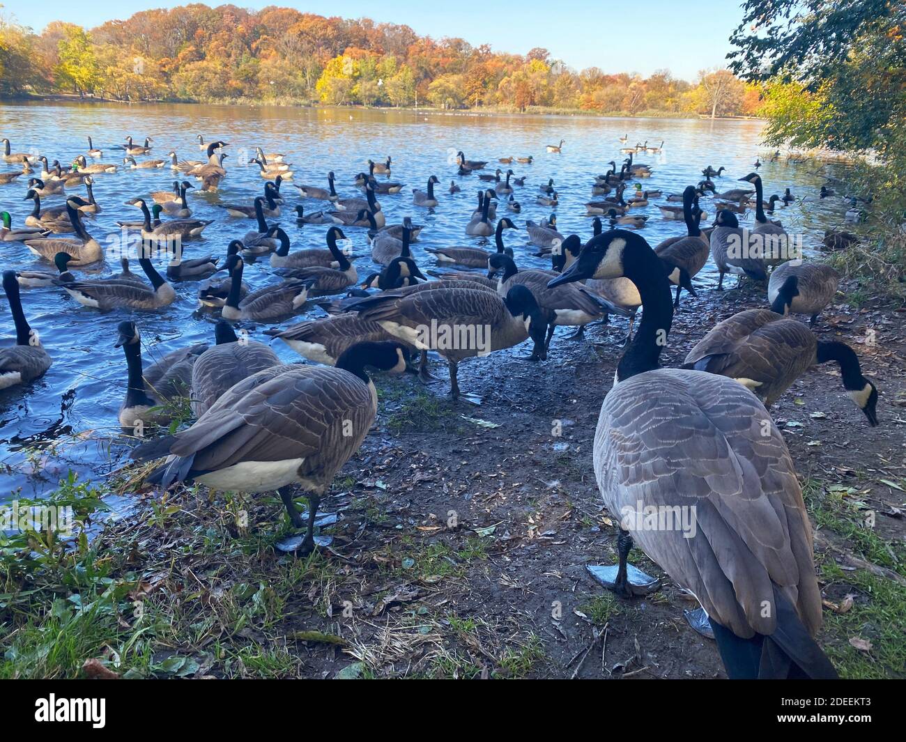 Un grande gruppo di oche canadesi si rilassano nel lago di Prospect Park, Brooklyn, New York in autunno. Foto Stock