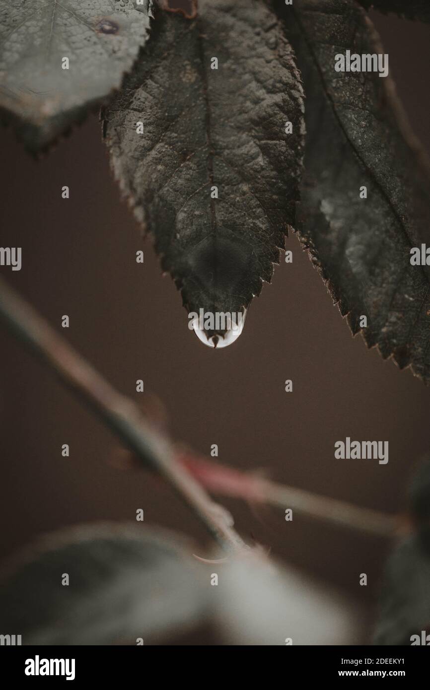 Bella moody primo piano su macro scatti di gocce d'acqua Foto Stock