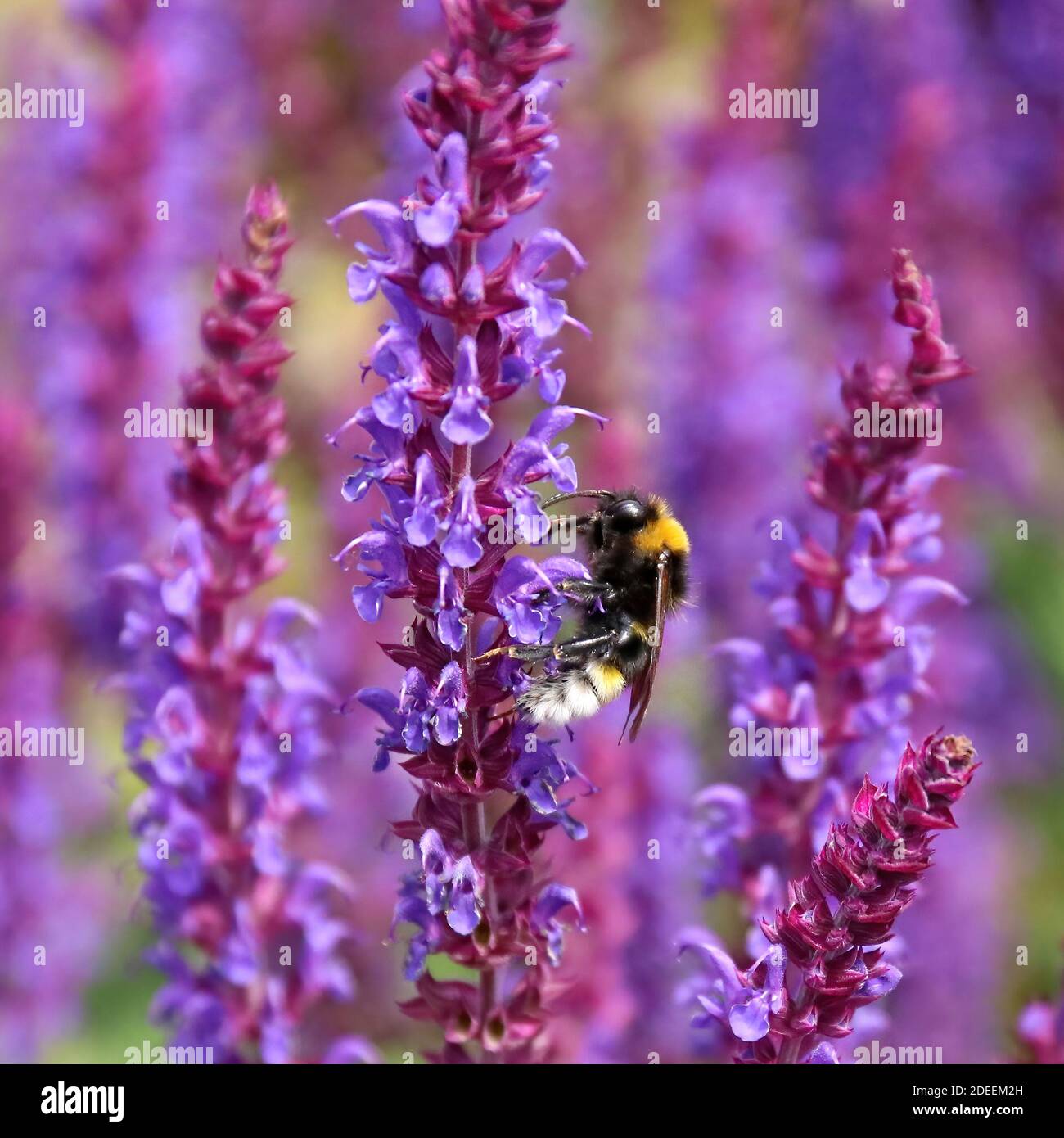 ape bumble nera e gialla con coda bianca brillante raccogliere polline da un fiore viola Foto Stock