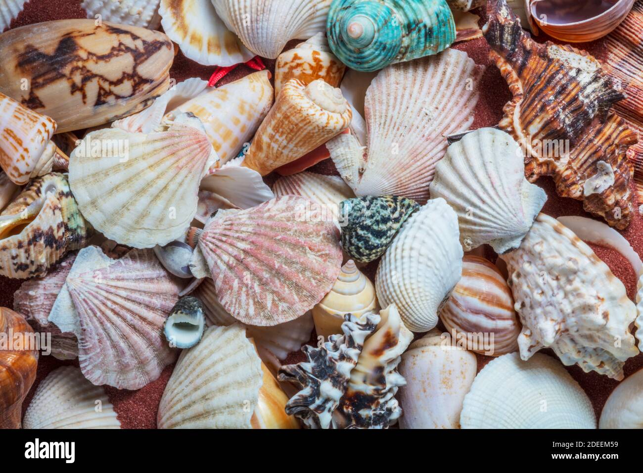 Collezione di conchiglie di mare Foto Stock