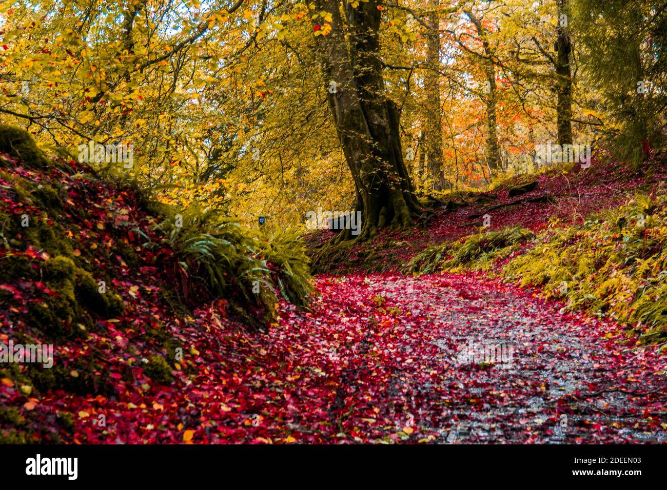 Autunno in un bosco gallese. Foto Stock
