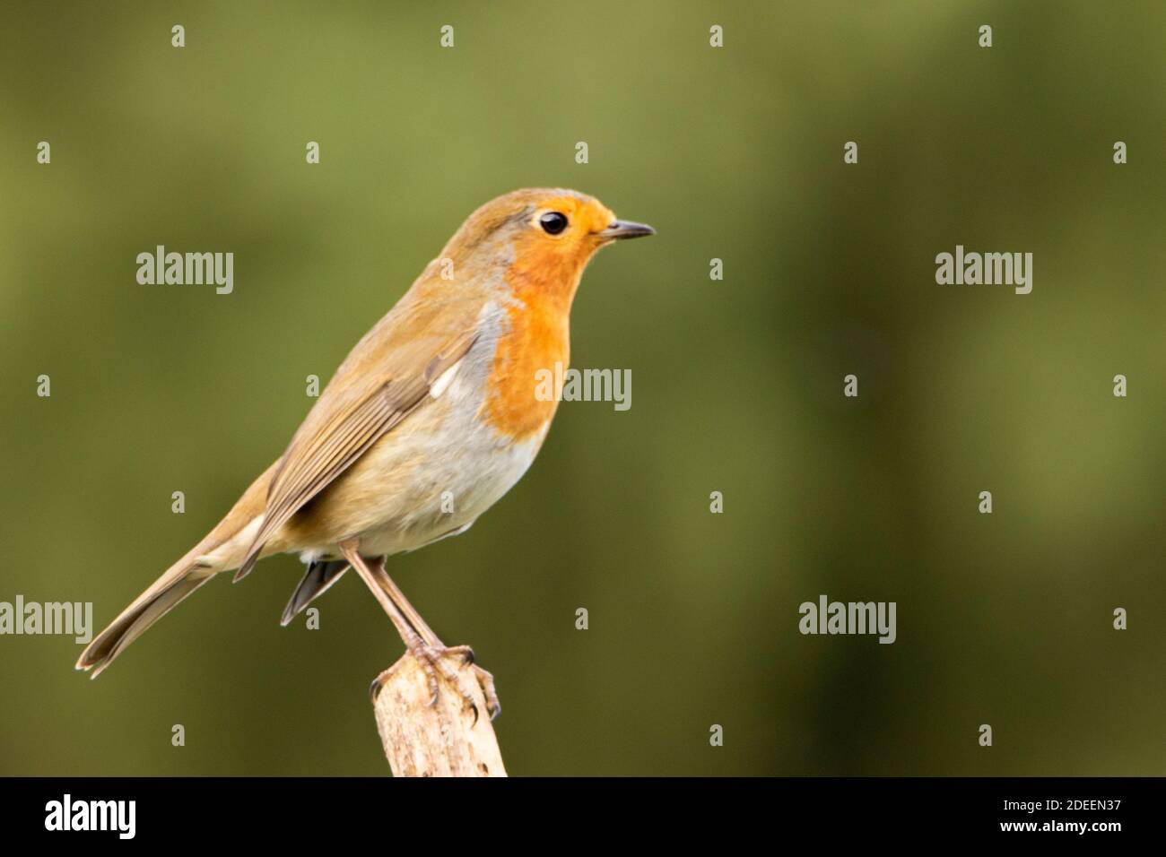 Erithacus rubbecula, European Robin, arroccato su un ramo in un giardino britannico Foto Stock