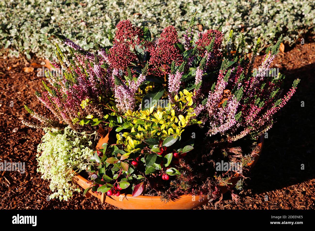 Primo piano della disposizione dei fiori in autunno sul cimitero tedesco con la brughiera invernale (erica carnea), rosa cane (rosa canina) fiori - Germania Foto Stock