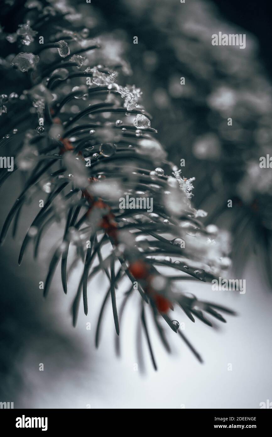 Colpo invernale di ramo sempreverde con neve Foto Stock