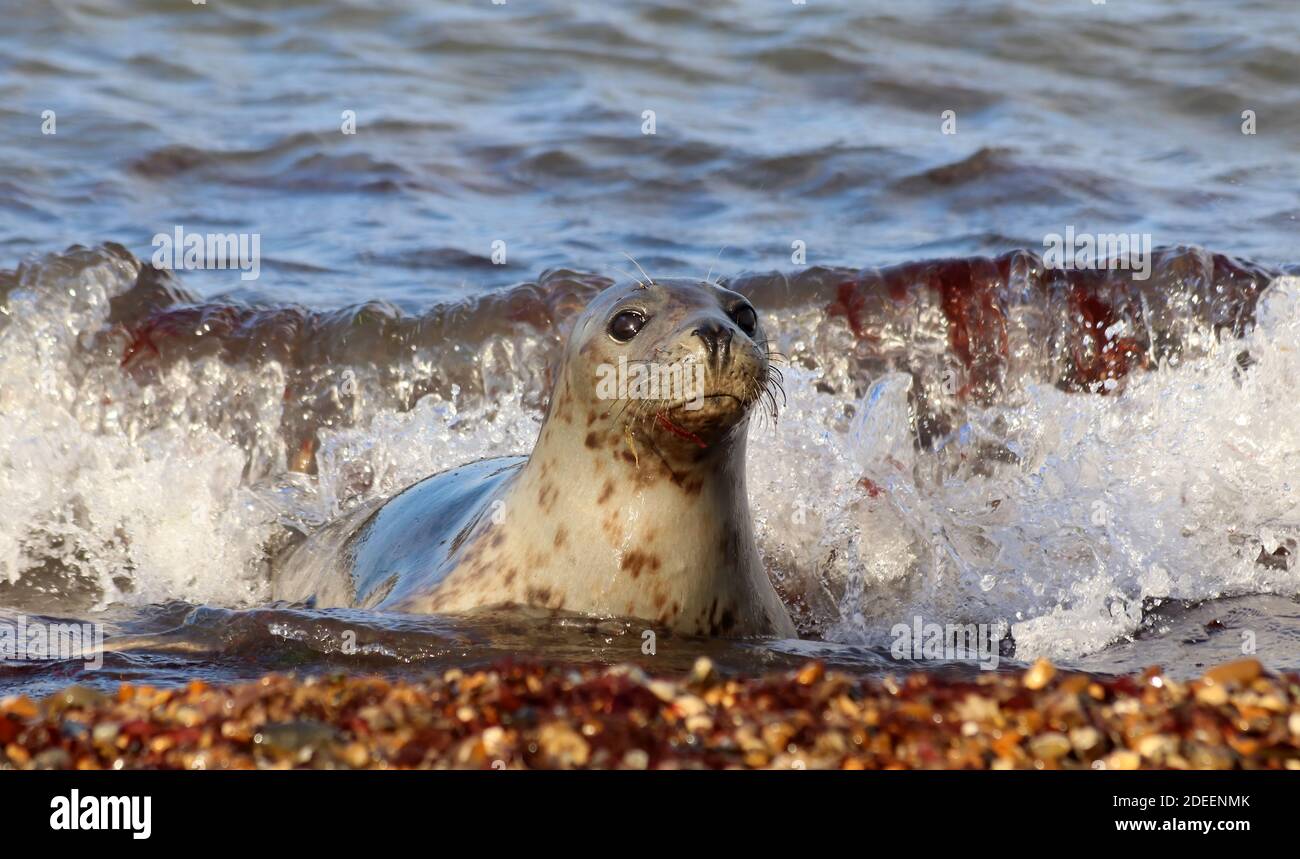 giovane foca comune cucito nell'onda di rottura come esso colpisce la spiaggia Foto Stock