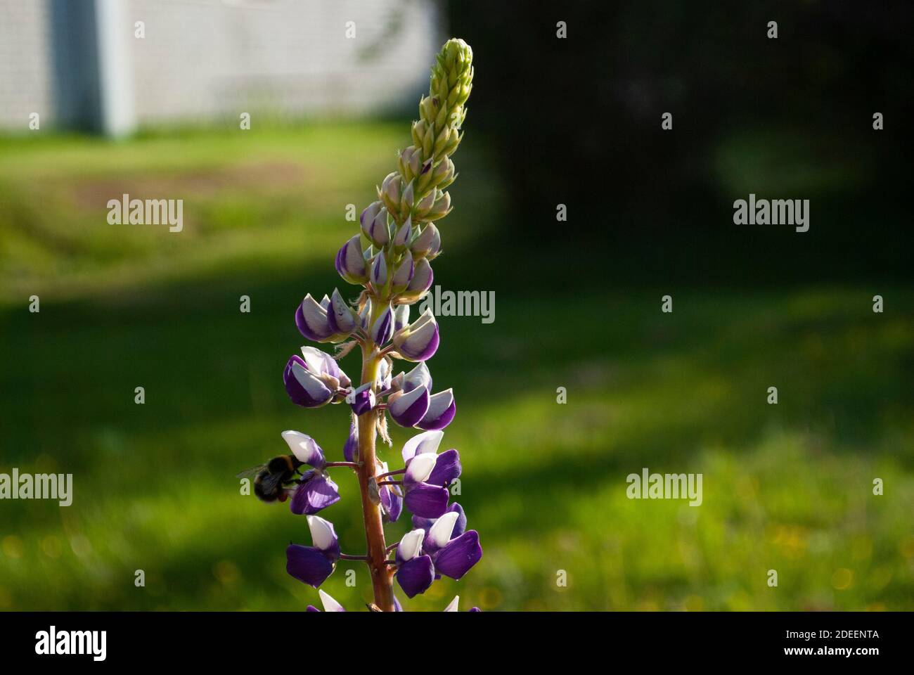 Un'ape bumble raccoglie polline da un fiore lupino cespuglio Lupin albifrons Foto Stock