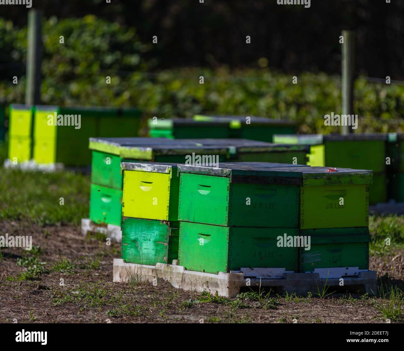 L'apicoltore ha alveari verniciati di verde per una facile identificazione Foto Stock