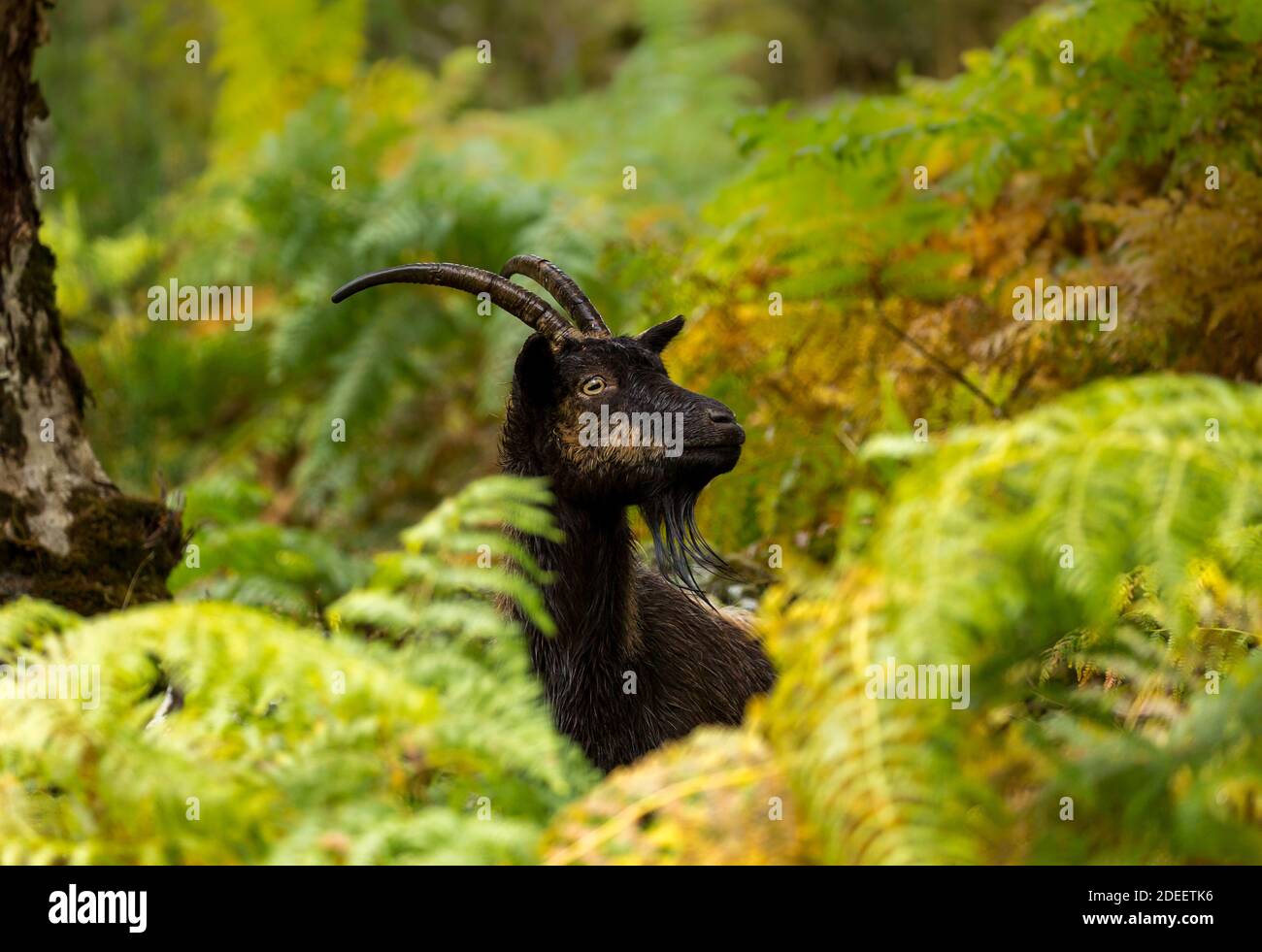Capra selvatico feriale che pepa attraverso il bracken in Glen Strathfarrar, Highlands scozzesi. Una specie addomesticata non nativa lasciata a diventare selvatica. CopySpace Foto Stock