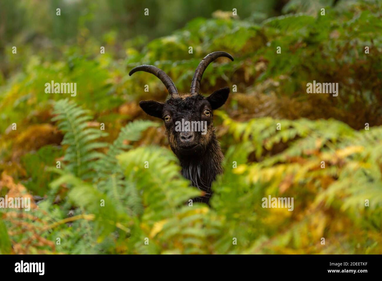Goat selvatico che pepano attraverso il bracken in Glen Strathfarrar, Highlands scozzesi. Una specie addomesticata non nativa che è diventata selvatica e che si ruggia Foto Stock