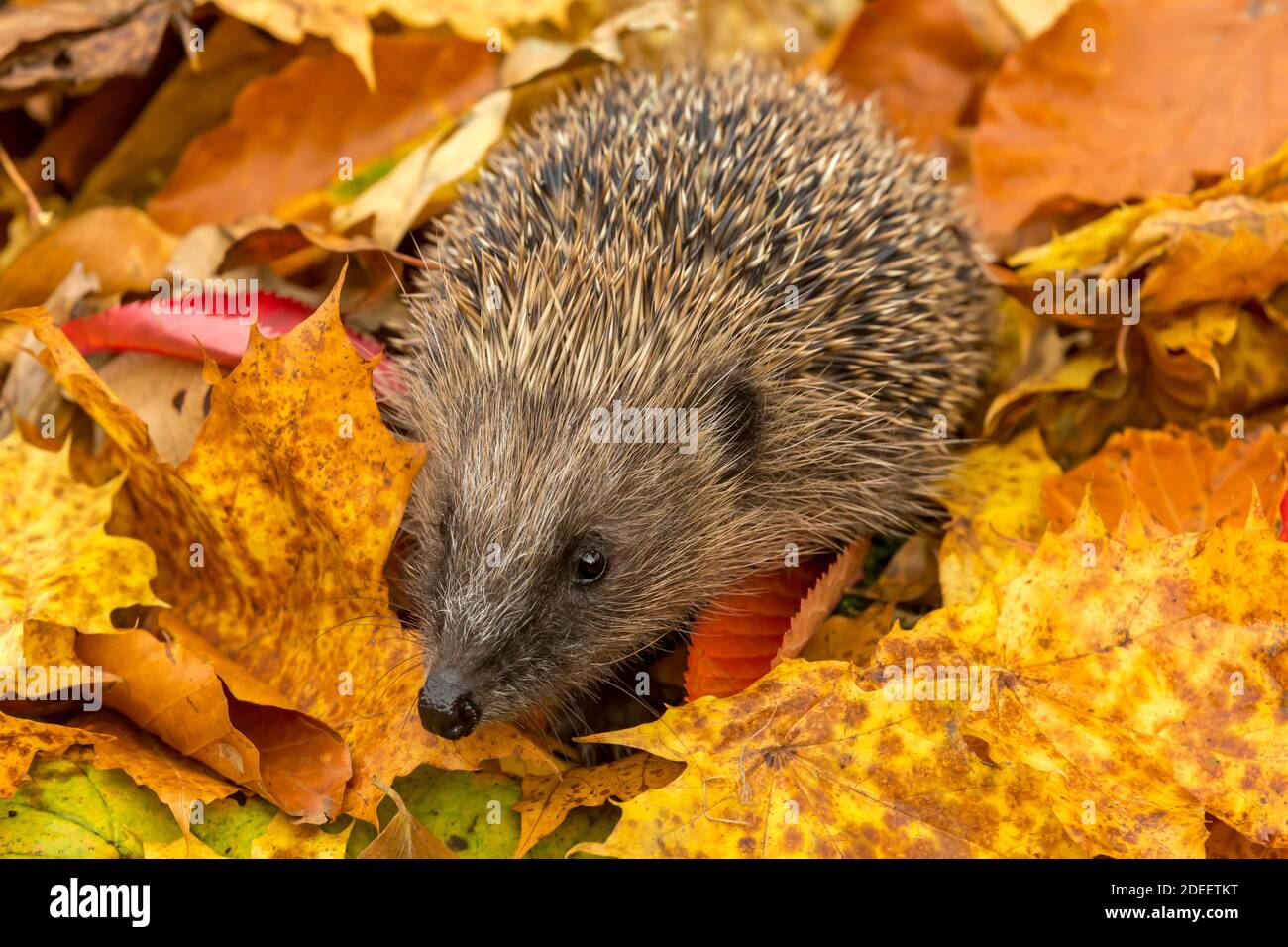 Hedgehog, nome scientifico, Erinaceus Eurpaeus. Primo piano di un riccio selvatico, nativo, europeo rivolto in avanti in giallo colorato e arancione lea d'autunno Foto Stock