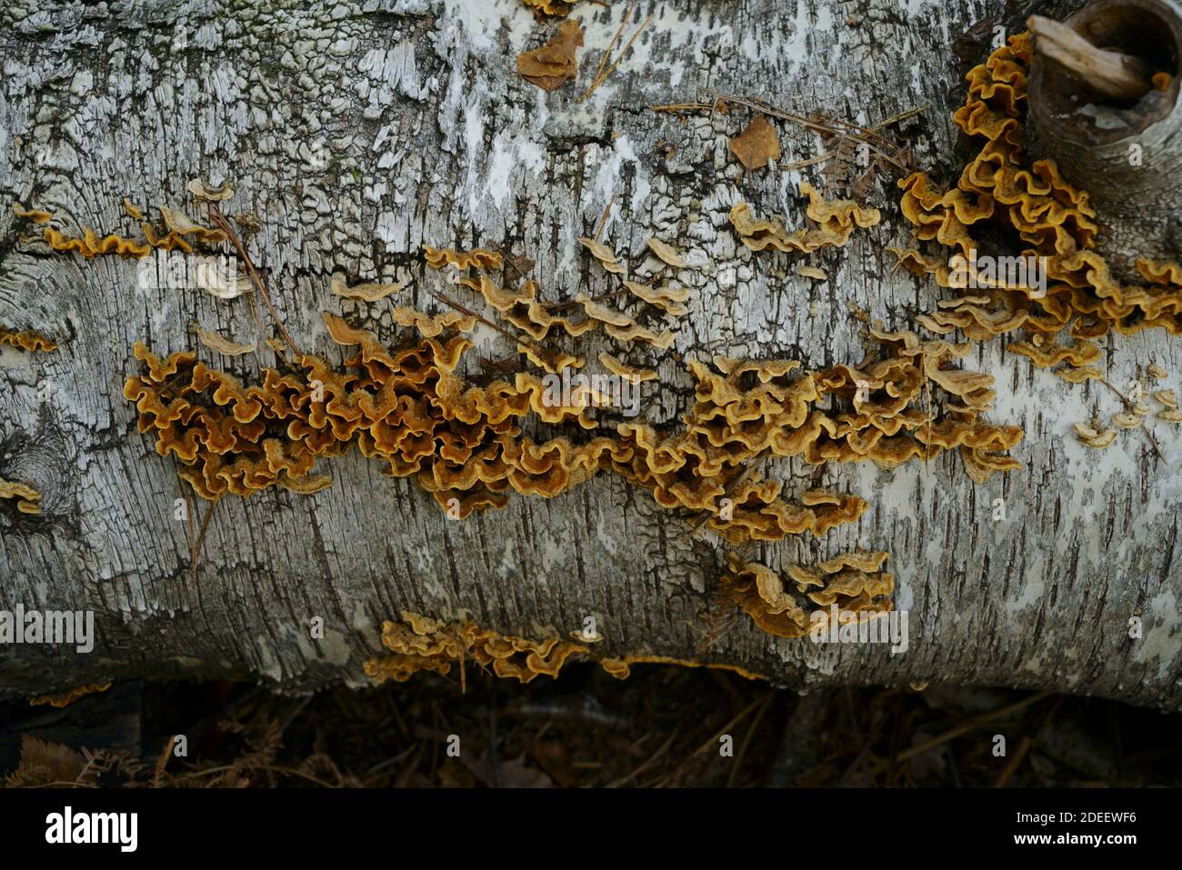 Pelo crosta funghi Stereum hirsutum crescere su un Birch log. Foto Stock