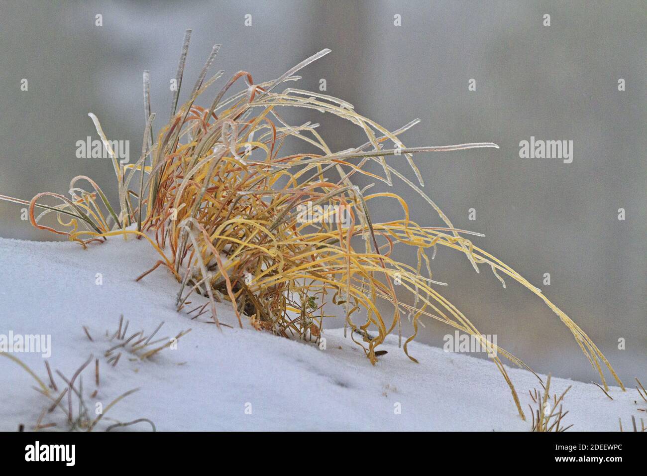 L'inverno tocca la terra vista in una graziosa curva d'oro, erba secca racchiusa in ghiaccio su una coperta leggera di neve polverosa Foto Stock