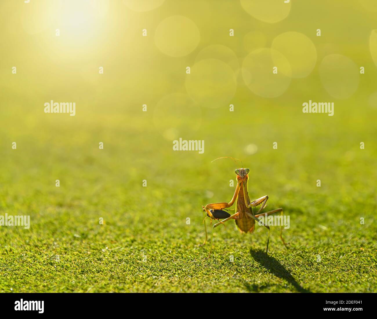 Primo piano di un insetto Mantis in preghiera che tiene un morto scarafaggio Foto Stock